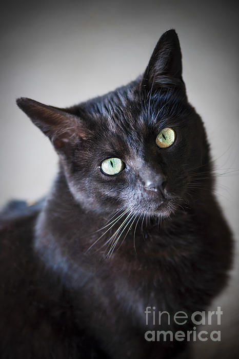 Black cat portrait Jigsaw Puzzle by Elena Elisseeva - Pixels