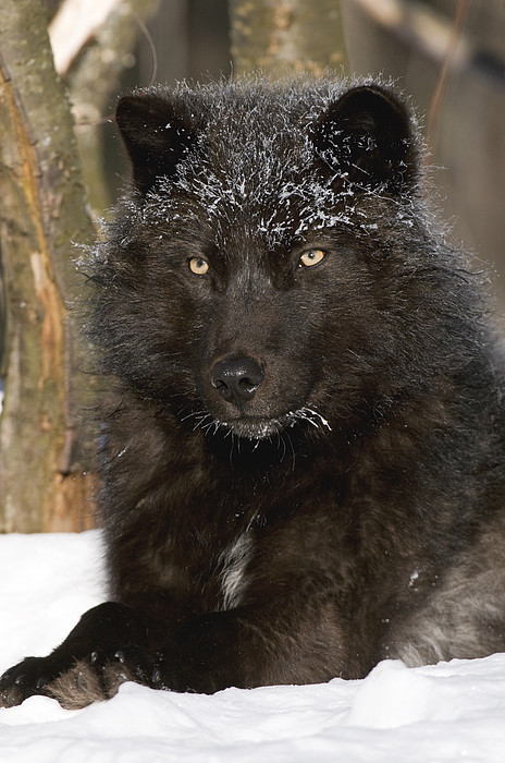 Black Timber Wolf In Snow Jigsaw Puzzle by Steve Gettle - Pixels