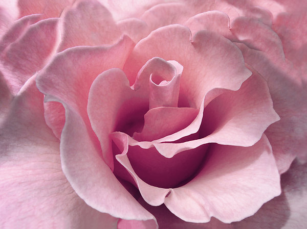 Passion Pink Rose Flower Jigsaw Puzzle by Jennie Marie Schell