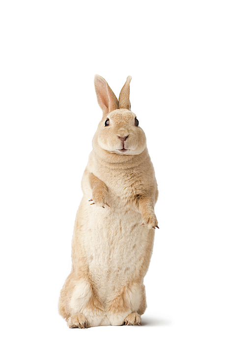 Studio Portrait Of A Mini Rex Rabbit Zip Pouch by Michael Winokur