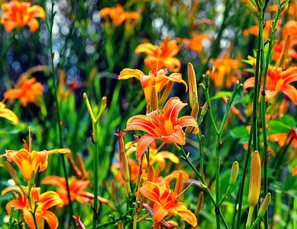 Wild Tiger Lilies Jigsaw Puzzle