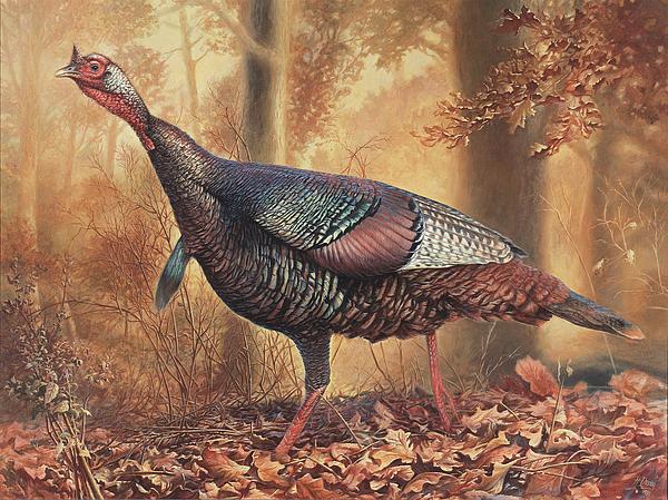 Wild Turkey Greeting Card by Hans Droog
