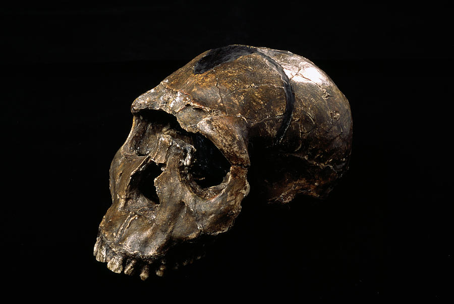 Homo Ergaster Skull #1 Photograph by Pascal Goetgheluck / Science Photo ...