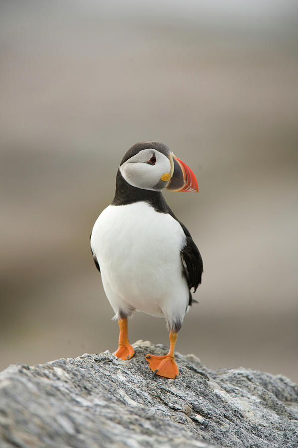 Atlantic Puffins, Fratercula Arctica #23 Photograph by Jose Azel
