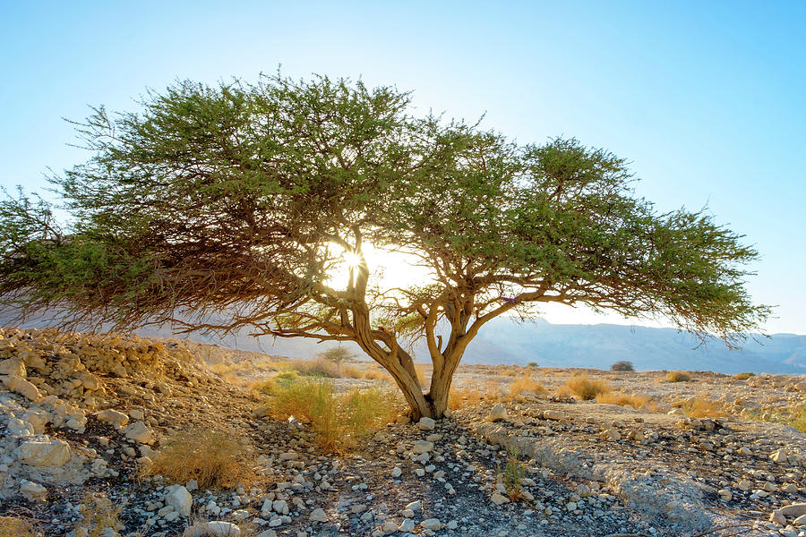 Where Are Acacia Trees Located