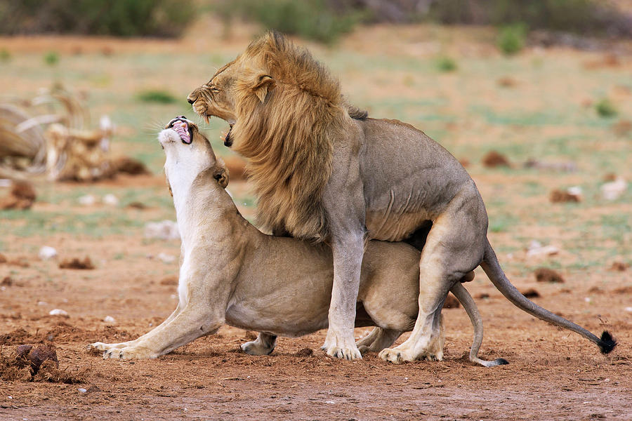 African Lions Mating Photograph by Simon Booth / Science Photo Library ...
