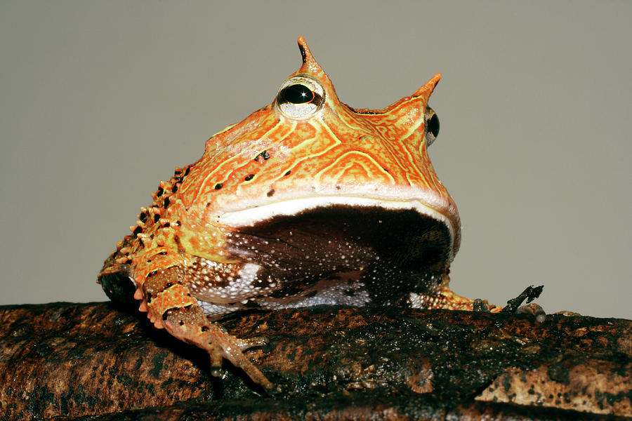 Amazonian Horned Frog Photograph by Dr Morley Read / Science Photo