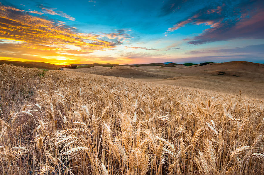 Amber Waves of Grain  Gerster航空写真集 amber-waves-of-grain_10-