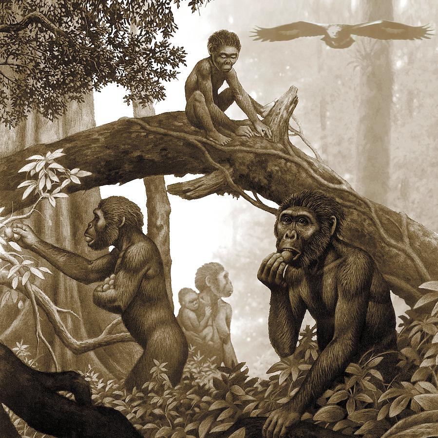 Australopithecus Drawing For Kids