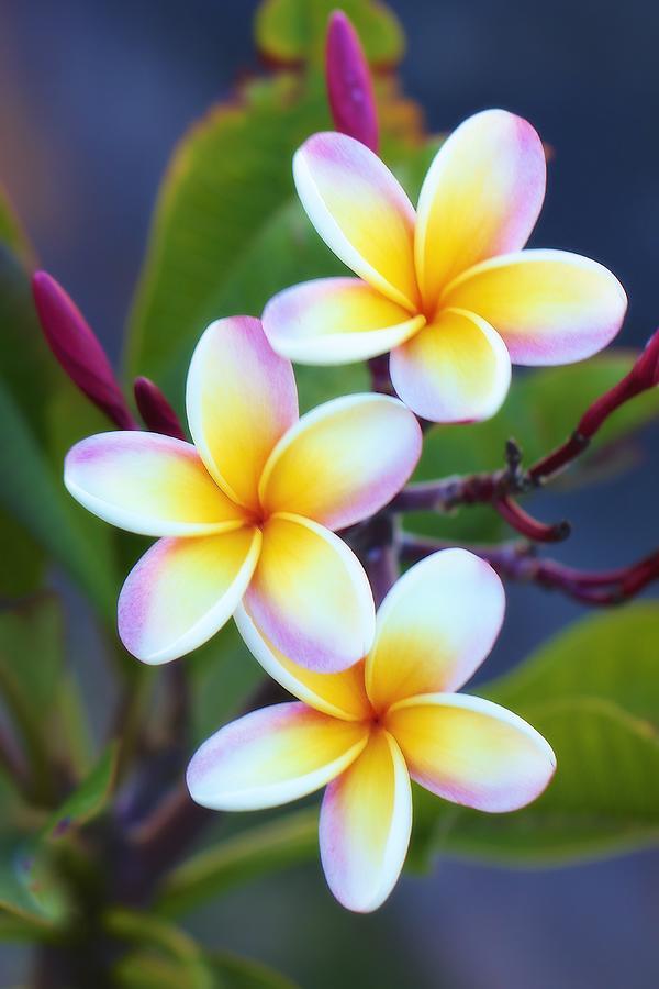 Backyard Plumeria by Jade Moon