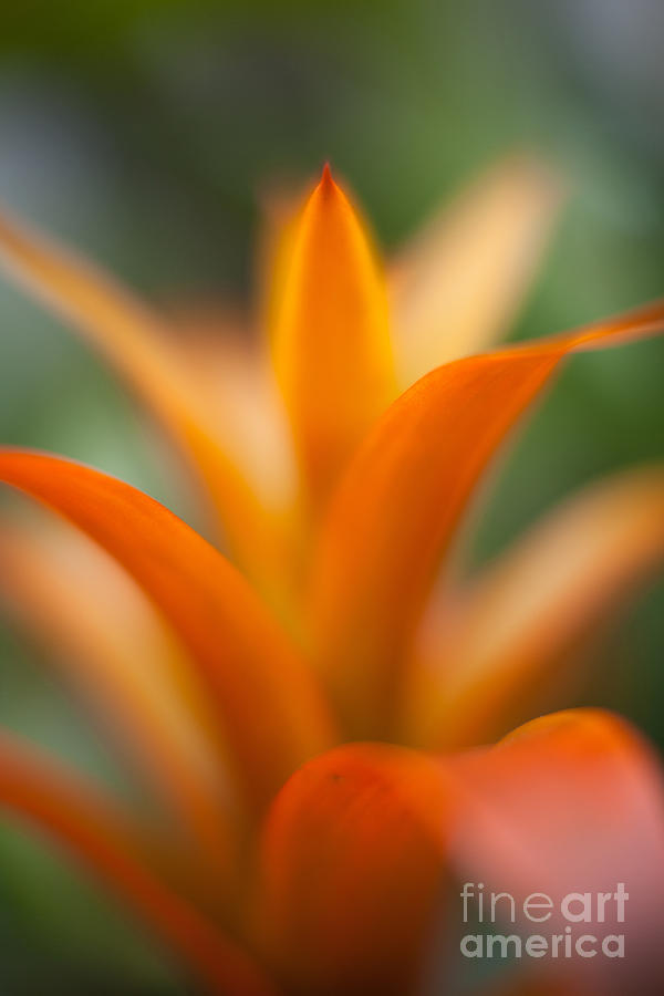 Bromeliad Flow by Mike Reid