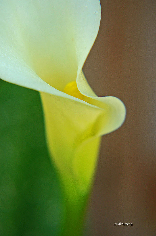 Calla Lily by Patti Raine