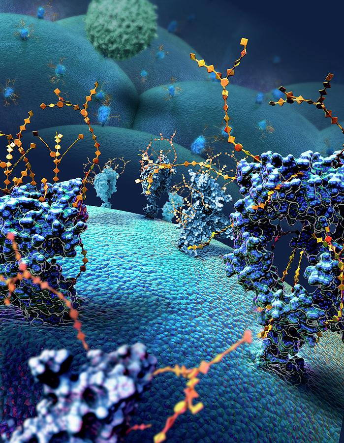 Cancer Cell Surface Photograph by Nicolle R. Fuller / Science Photo ...