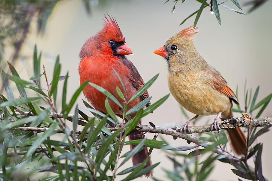 Cardinal Mates by Bonnie Barry