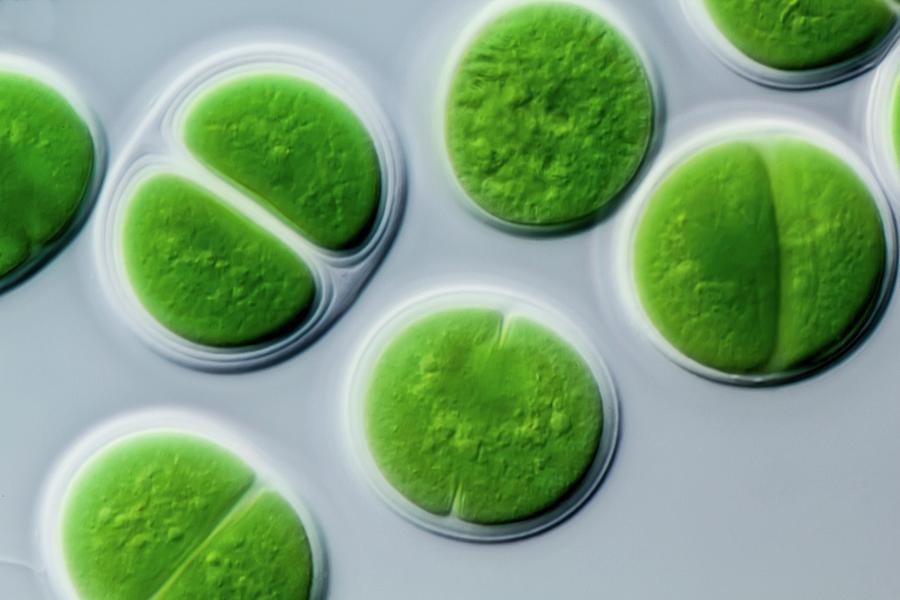 Chroococcus Marine Cyanobacterium Photograph by Gerd Guenther / Science ...