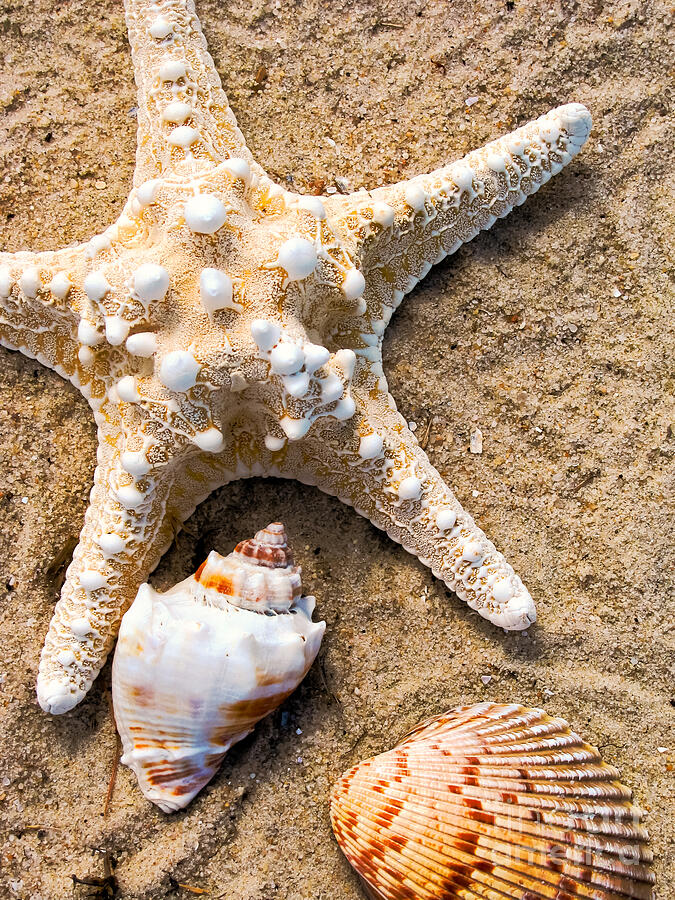 Collecting Shells Photograph by Colleen Kammerer - Pixels