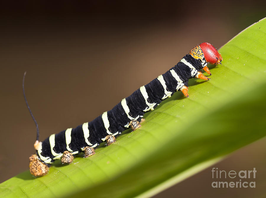 colorful caterpillar