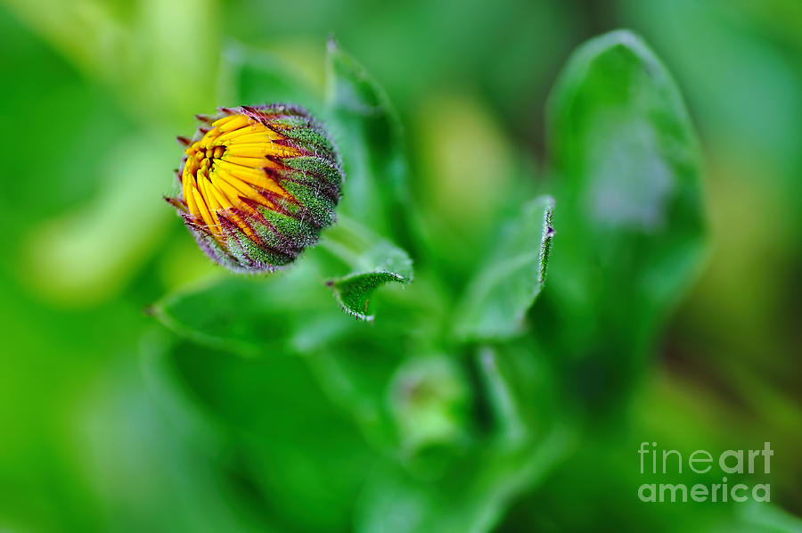 Daisy Bud ready to bloom by Kaye Menner
