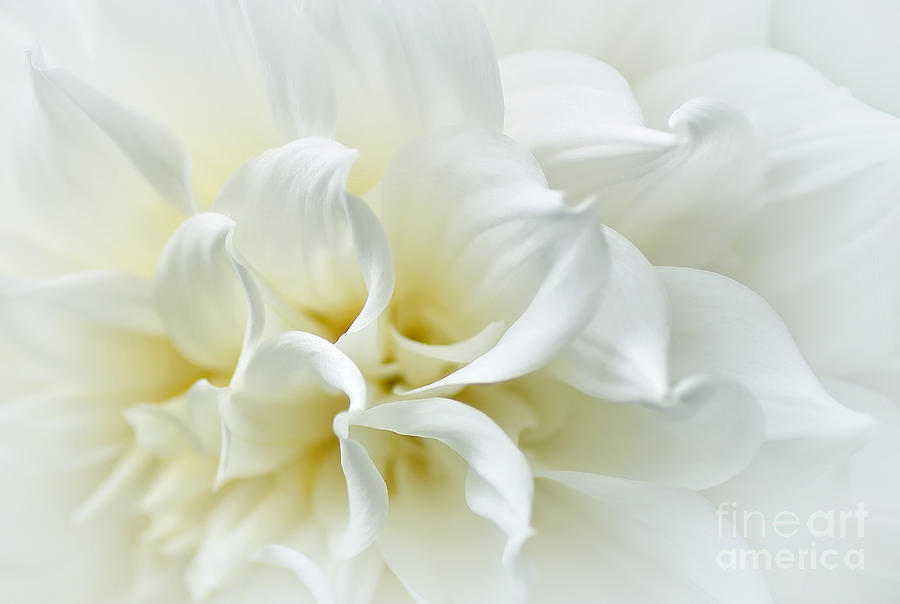 Delicate White Softness by Kaye Menner