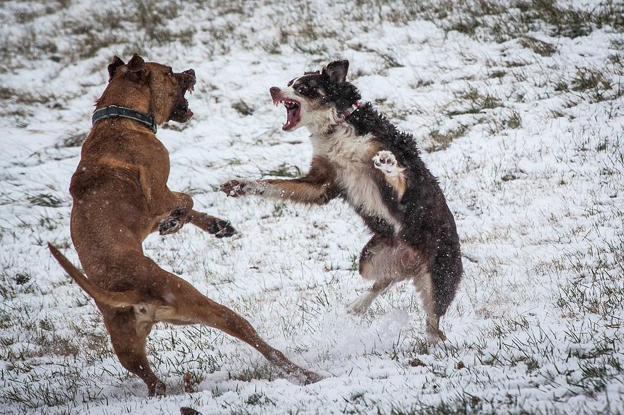 Dogs Fighting While Playing Outdoors Photograph by Cameron MacPhail ...