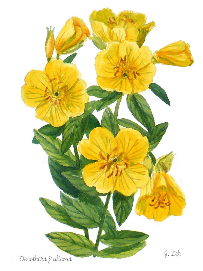 Evening Primrose - Oenothera fruticosa by Janet Zeh