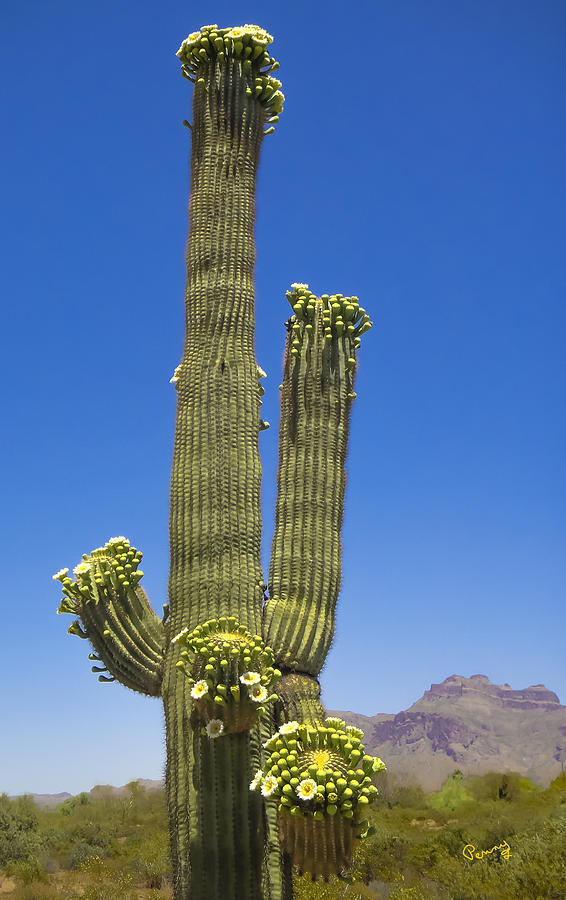 Flowering Saguaro Cactus by Penny Lisowski