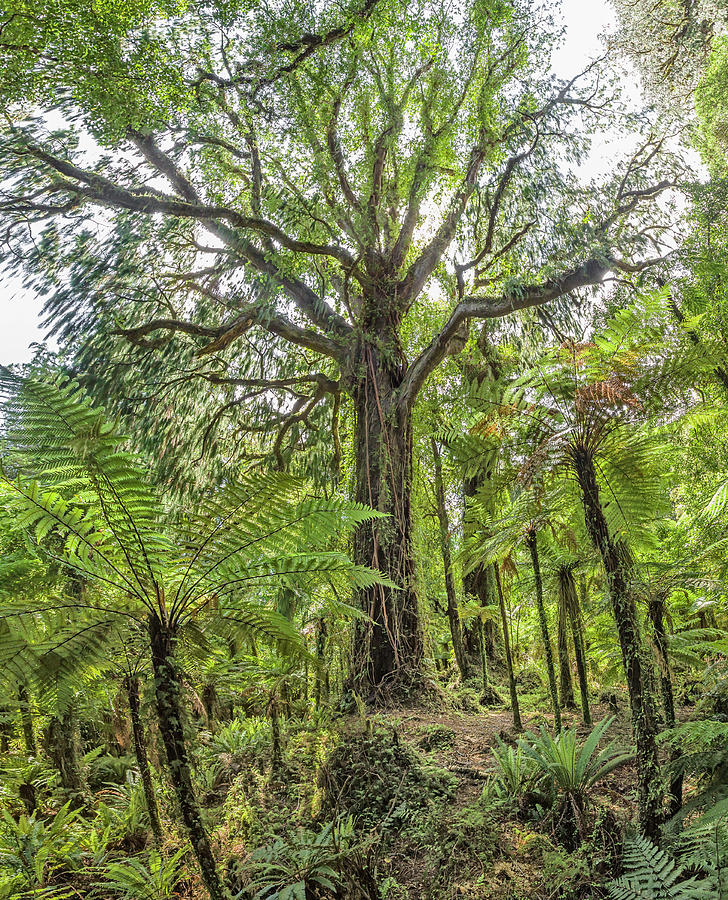 Giant Rimu Tree Dacrydium Cupressinum Photograph by David Madison - Pixels