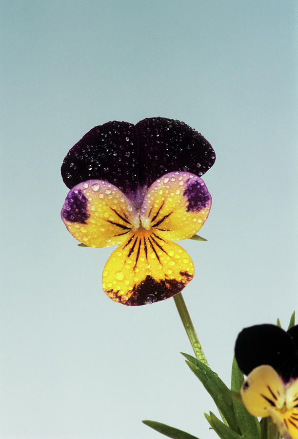 Heartsease Flower Photograph by Brian Gadsby / Science Photo Library -  Pixels