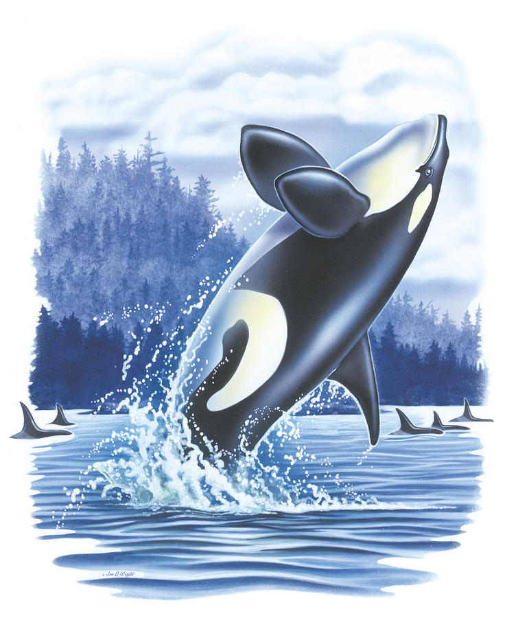jumping-orca-jon-q-wright.jpg