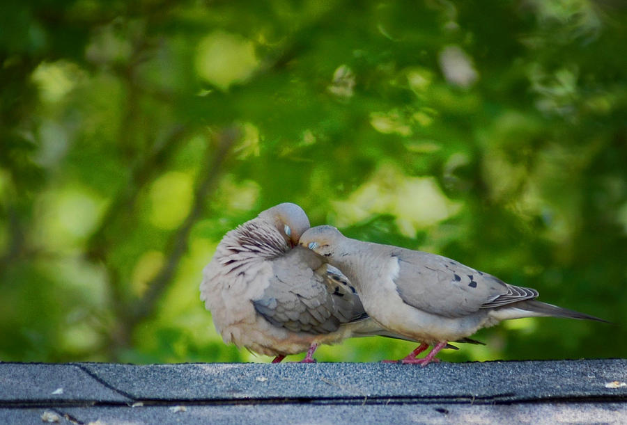 Love Doves Photograph by Terry DeLuco - Pixels