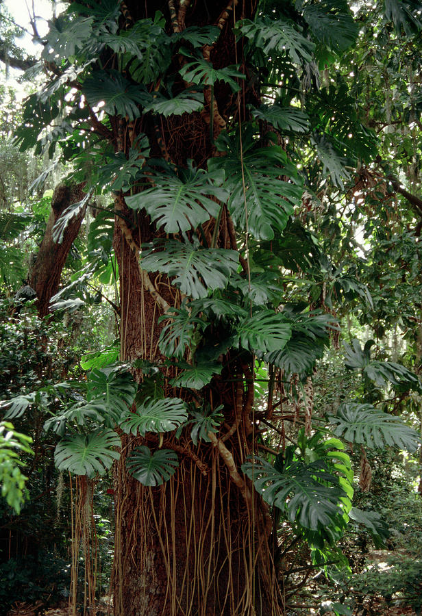 Monstera Deliciosa Photograph by Donald R Wright / Science Photo Library -  Pixels