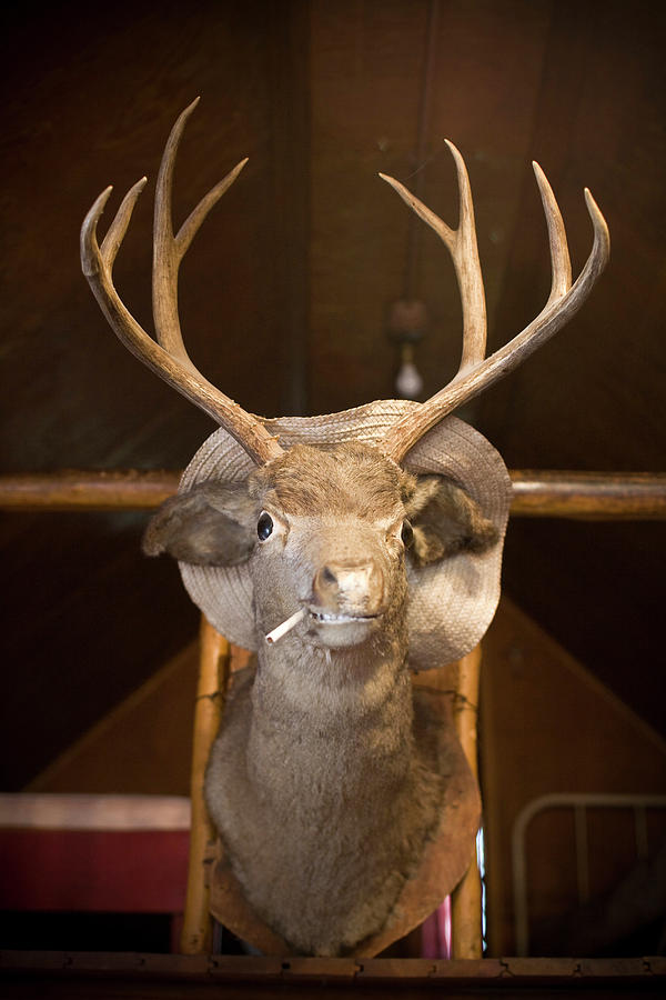 Mounted Deer Head With Cigarette by Chris Butler