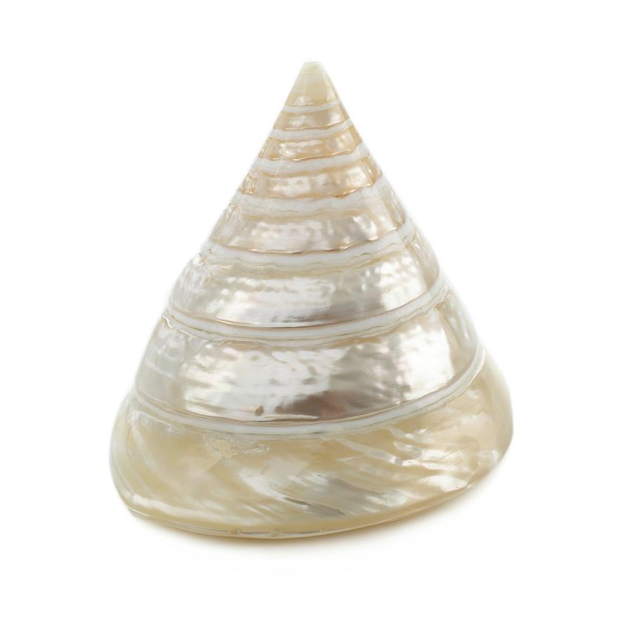 Pearlised Troca Shell Photograph by Science Photo Library - Pixels