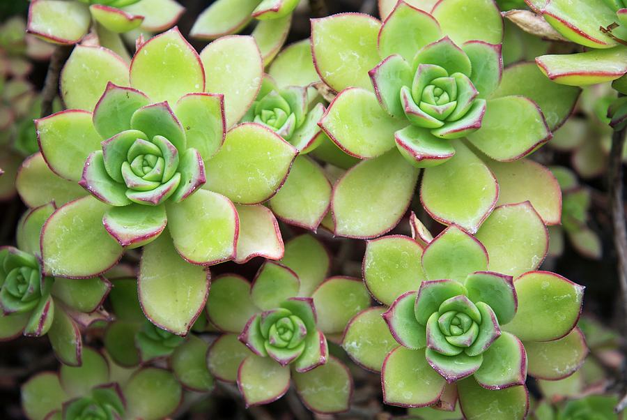rainbow succulent Echeveria West Rainbow - beautiful succulent main image 0