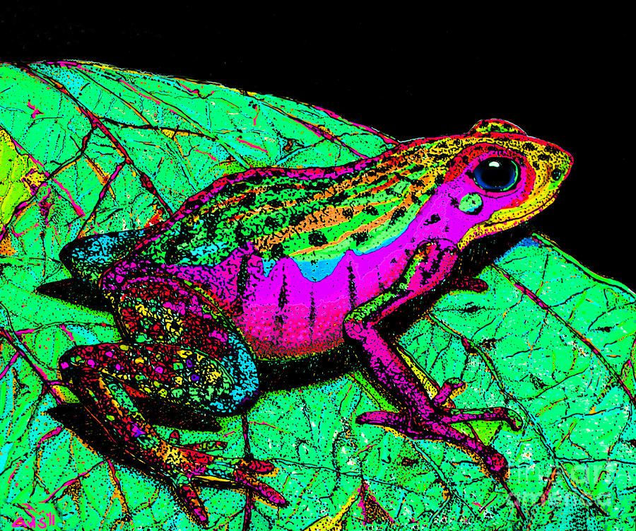 rainbow·˖*プロフご一読下さい(*´艸`)他の方は購入不可‼ Rainbow Frog 3 Photograph by Nick Gustafson - Pixels