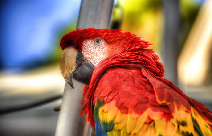 Red parrot by Dan Friend