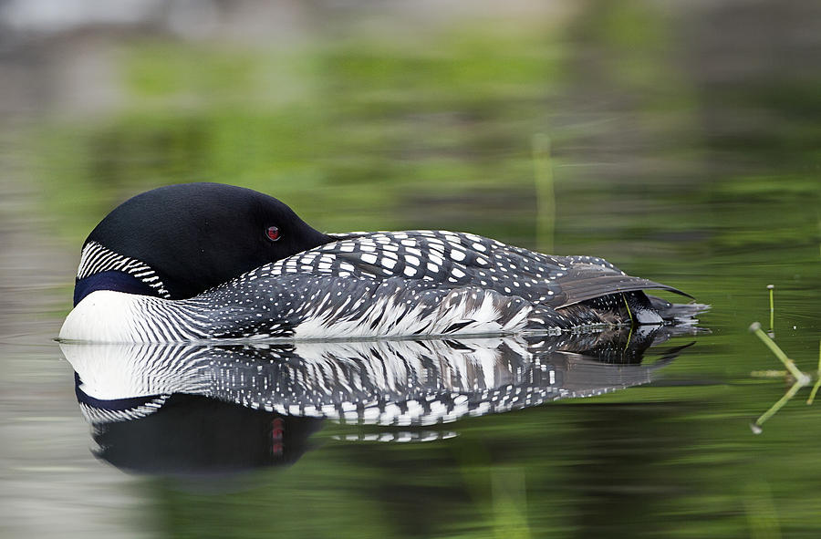 Resting Loon by John Vose