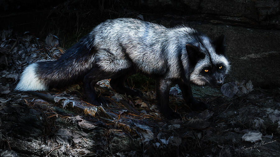 Silver Fox by Tracy Munson