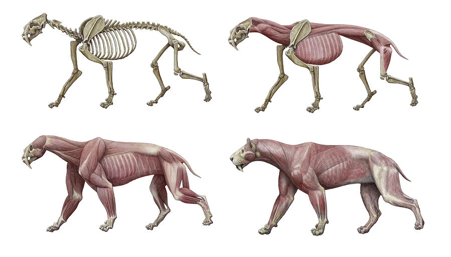 SABERTOOTH サーベルタイガー図解　MAURICIO ANTÓN Smilodon Sabre-toothed Cat Photograph by Mauricio Anton / Science