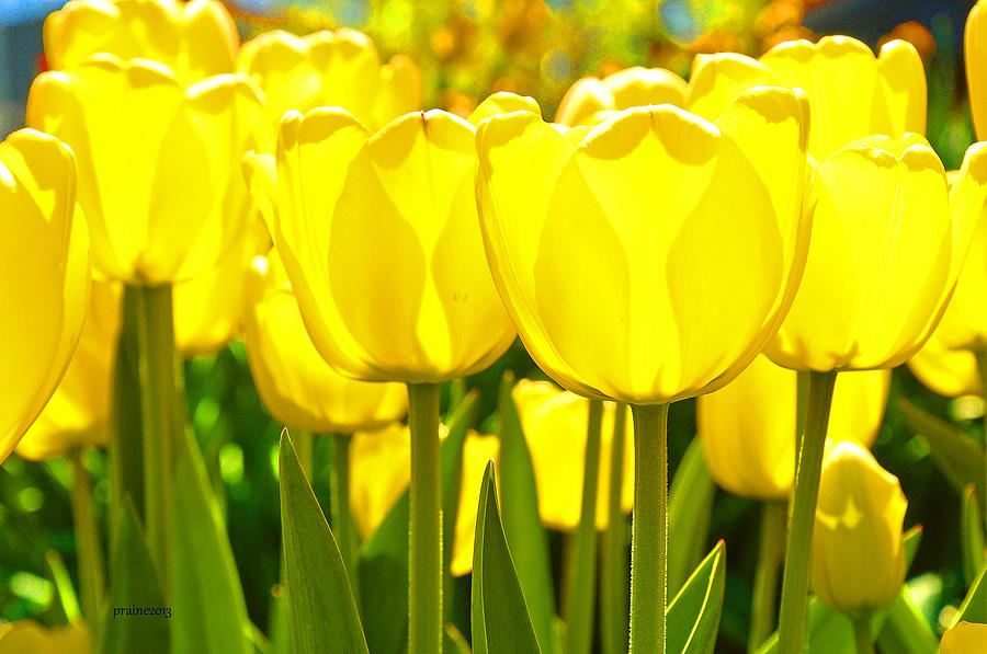 Sunshine Flower by Patti Raine