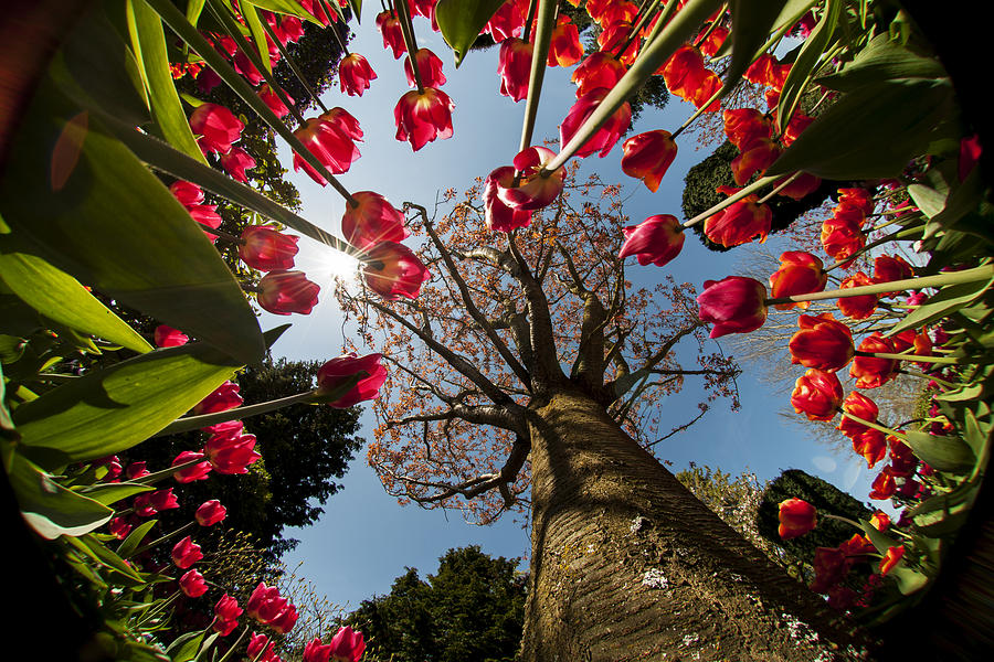 Tulips uder Cherry tree by Yoshiki Nakamura