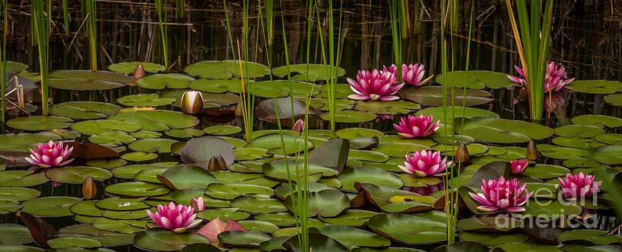 Water Lilies by Patti Raine