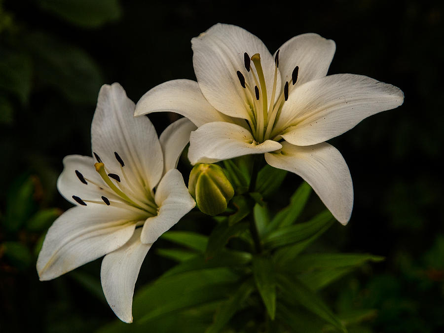 books about caring for a spider lilies White Spider Lily (Lycoris albiflora)