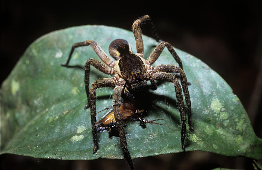 Do Wolf Spiders Eat Cockroaches: Surprising Truth Revealed!