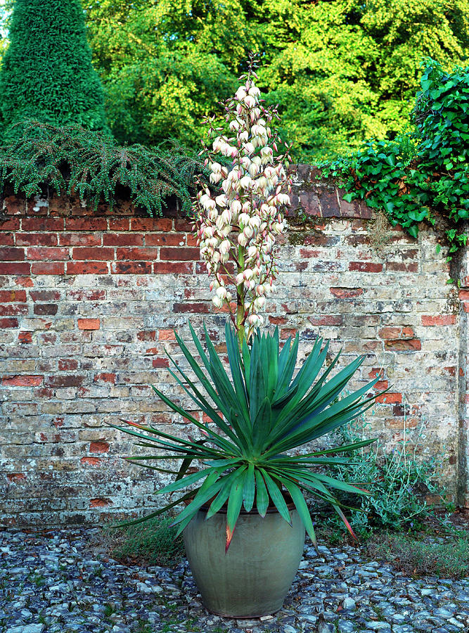 Yucca In Large Pot Photograph by Darryl Sweetland / Science Photo Library -  Pixels
