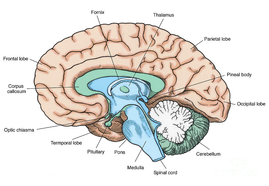 希少 ILLUSTRATION OF THE BRAIN I〜III 脳解剖図譜 希少 ILLUSTRATION OF THE BRAIN I〜III 脳解剖図譜 Illustration Brain -