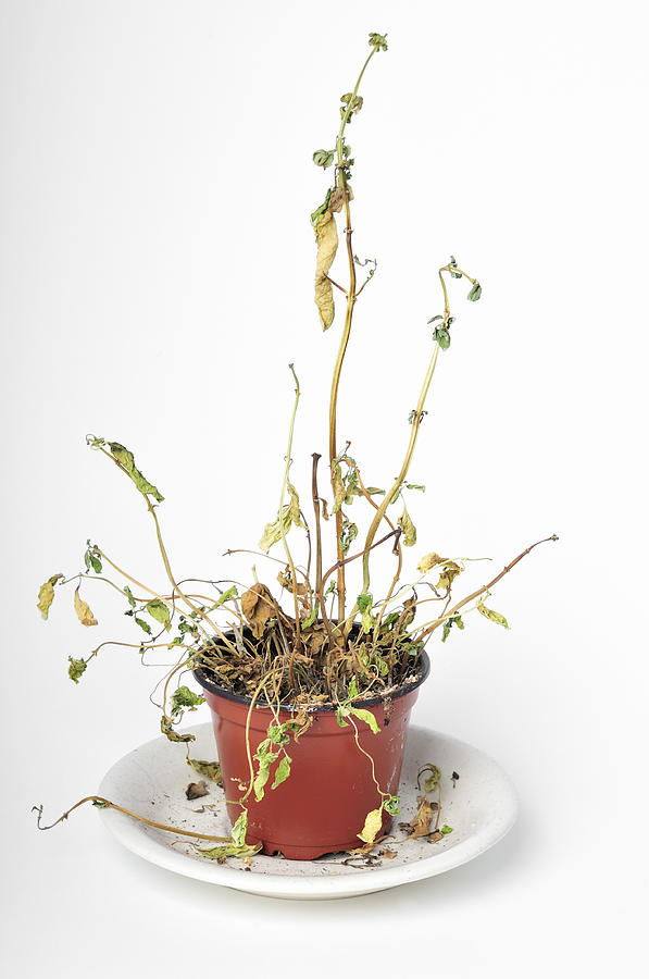 gift plant delivery White Rose Gift Box main image 0