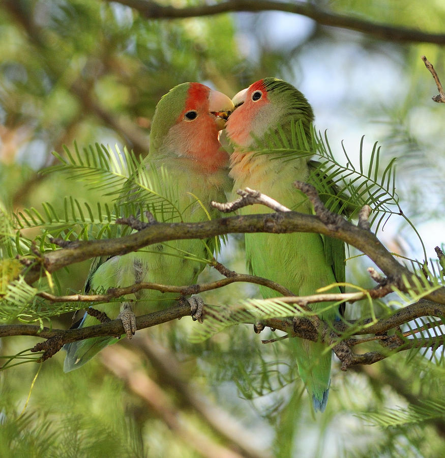 Love birds by Christian Heeb