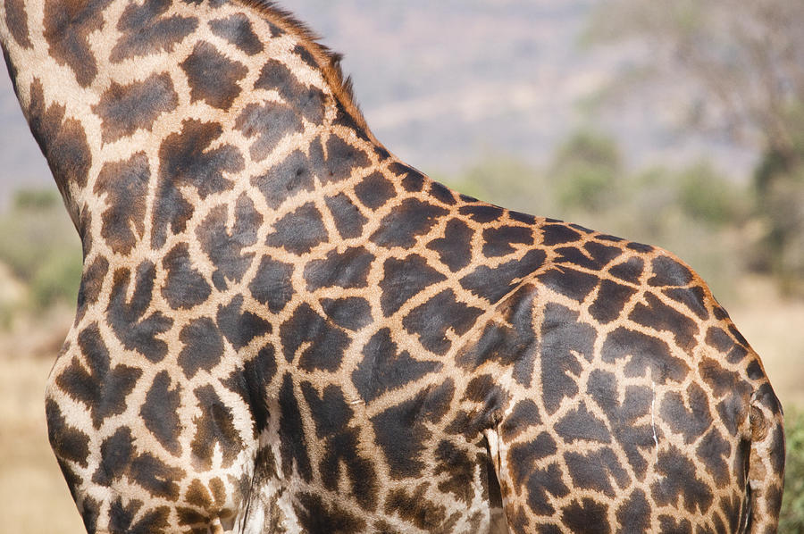 Masai Giraffe Close-up by Howard Kennedy