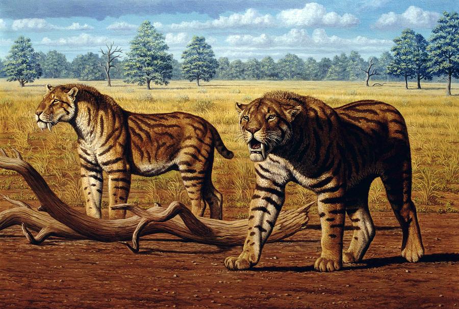 Sabre-toothed Cats, Artwork Photograph by Mauricio Anton / Science
